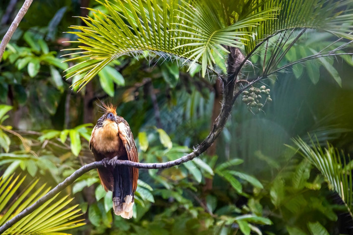 麝雉爬行动物鸟关闭肖像热带雨林丛林树麝雉爬行动物鸟关闭肖像热带雨林丛林