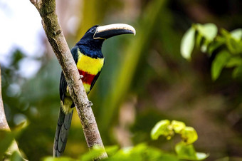 绿色aracari<strong>野生</strong>巨嘴鸟关闭肖像热带雨林丛林绿色aracari巨嘴鸟关闭肖像热带雨林丛林