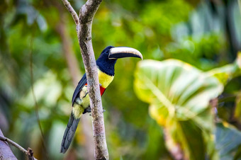 绿色aracari野生巨嘴鸟关闭肖像热带雨林丛林绿色aracari巨嘴鸟关闭肖像热带雨林丛林