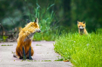 可爱的妈妈。狐狸与她的小狗的背景的森林路可爱的妈妈。狐狸与她的小狗的背景