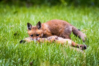 可爱的棕色（的）狐狸小狗狩猎的野生森林独自一人春天可爱的棕色（的）狐狸小狗狩猎的野生森林独自一人