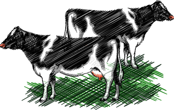 荷斯坦牛插图
