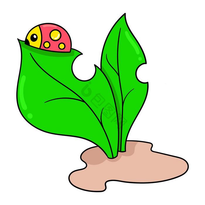 瓢虫新鲜的植物叶图片