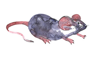 鼠标水彩画插图有趣的图标动物灰色老鼠与粉红色的耳朵孤立的白色背景新一年绘画象征画<strong>艺术对象</strong>为设计鼠标水彩画插图有趣的图标动物灰色老鼠与粉红色的耳朵孤立的白色背景新一年绘画象征画<strong>艺术对象</strong>为设计