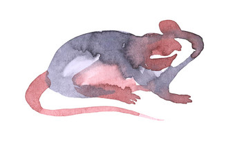 鼠标水彩画插图有趣的图标动物灰色老鼠与粉红色的耳朵孤立的白色背景新一年<strong>绘画</strong>象征画<strong>艺术</strong>对象为设计鼠标水彩画插图有趣的图标动物灰色老鼠与粉红色的耳朵孤立的白色背景新一年<strong>绘画</strong>象征画<strong>艺术</strong>对象为设计