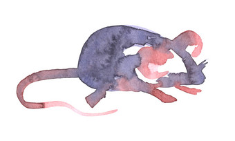 <strong>鼠标</strong>水彩画插图有趣的图标动物灰色老鼠与粉红色的耳朵孤立的白色背景新一年绘画象征画艺术对象为设计<strong>鼠标</strong>水彩画插图有趣的图标动物灰色老鼠与粉红色的耳朵孤立的白色背景新一年绘画象征画艺术对象为设计
