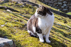 可爱的猫姬路城城堡花园区域兵库县县日本