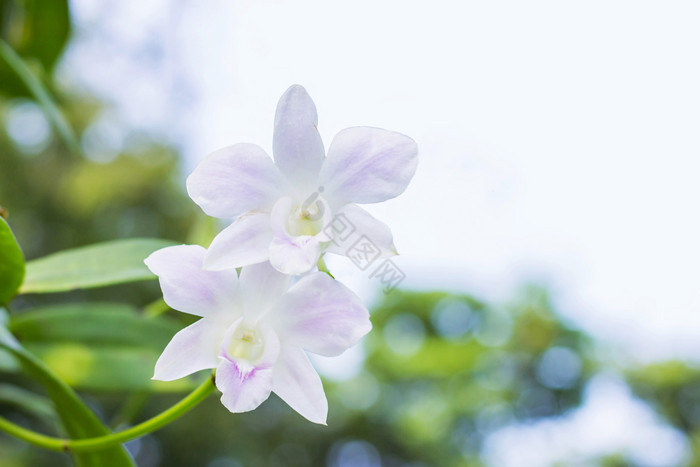 的兰花热带兰花象征泰国花图片