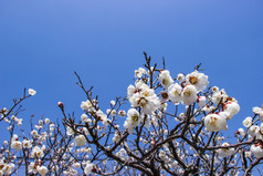 白色李子花朵和蓝色的天空明亮的背景的寺庙天龙寺日本