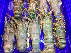 龙虾大大小托盘和容器蓝色的与水市场和受欢迎的旅游为选择买海鲜