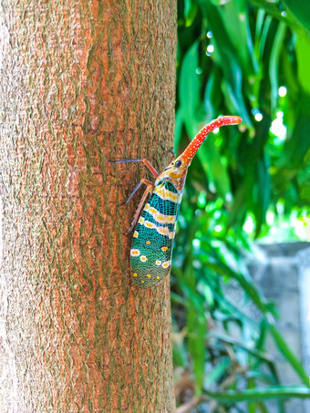 色彩斑斓的昆虫蝉lanternflies镁铝榴石坎德拉里亚昆虫树自然可以发现的常绿森林和花园水果泰国