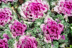 紫色的观赏卷心菜伟大的花园装饰选择焦点