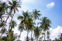 棕榈树和的天空明亮的美丽的区域KOHkood岛trat省泰国