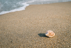 小壳牌的海滩单壳牌的沙子