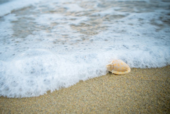 小壳牌的海滩单壳牌的沙子