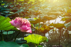 粉红色的莲花玫瑰充气盛开的的沼泽的早....太阳