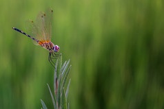 Trithemispallidinervis的长腿沼泽滑翔机跳舞dropwing物种蜻蜓发现亚洲的草大米场背景