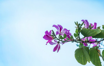 兰花树花<strong>紫荆花</strong>紫竹与蓝色的天空背景