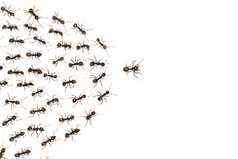 领袖蚂蚁和仆人蚂蚁孤立的白色背景业务概念