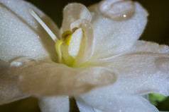白色花与水滴特写镜头拍摄