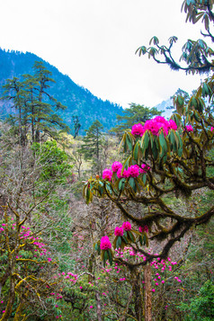 明亮的开花杜鹃树山背景春天一天尼泊尔