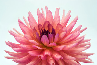 大粉红色的大丽花与滴水光背景