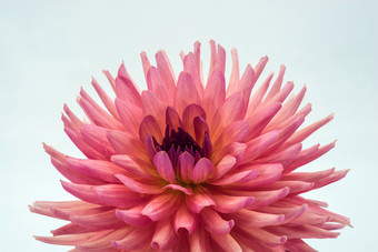 大粉红色的大丽花与滴水光背景