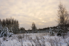 美丽的冬天景观与白雪覆盖的树冷淡的12月一天与多云的天空