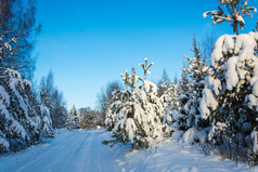 美丽的冬天景观与白雪覆盖的树冷淡的12月一天与清晰的天空