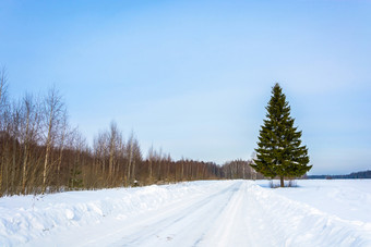 绿色纤细的云杉的边缘雪路的冬天阳光明媚的一天