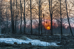 大橙色阀瓣的设置太阳的森林更多的经常的春天晚上