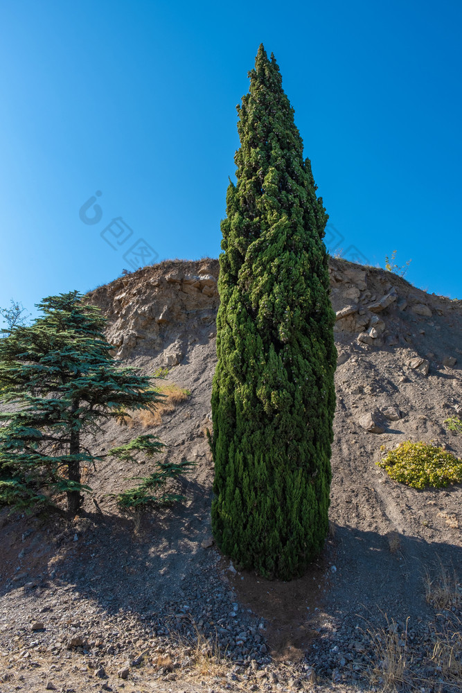 原始高纤细的绿色柏树对的背景悬崖和蓝色的天空夏天阳光明媚的一天克里米亚