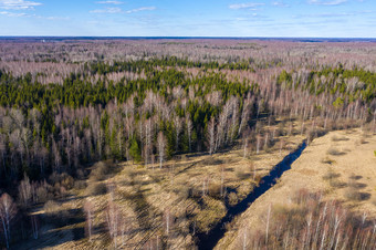 全景的森林与绿色梳理白桦桦树和小河春天一天采取从直升机四轴飞行器