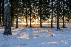 云杉森林的光低冬天太阳与长阴影俄罗斯