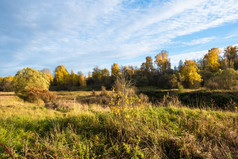 美丽的秋天景观与高干草和森林与树与黄色的叶子俄罗斯