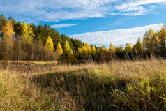秋天景观与绿色松树和黄色的树和美丽的蓝色的天空与白色云俄罗斯