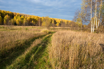 路杂草丛生的与绿色草在高干草和秋天森林与黄色的叶子俄罗斯