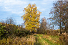 路杂草丛生的与绿色草和桦木树与黄色的叶子秋天一天