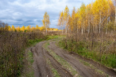 美丽的秋天景观与农村路和树与黄色的叶子俄罗斯