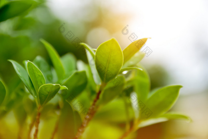 绿色叶背景自然设计纹理模式复制规范丰富背景美自然特写镜头三叶草一天直接以上新鲜完整的框架绿色颜色增长高角视图叶叶子自然人在户外模式植物植物部分多汁的植物宁静