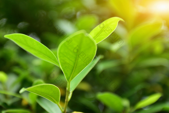 绿色叶背景自然设计纹理模式复制规范丰富背景美自然特写镜头三叶草一天直接以上新鲜完整的框架绿色颜色增长高角视图叶叶子自然人在户外模式植物植物部分多汁的植物宁静