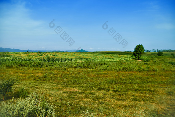 绿色玻璃场植物草环境景观天空绿色颜色宁静的场景土地宁静场风景自然