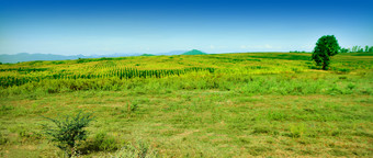 绿色玻璃场植物草环境景观天空绿色颜色宁静的场景土地宁静场风景自然