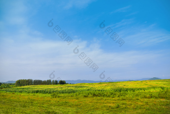 绿色玻璃场植物草环境景观天空绿色颜色宁静的场景土地宁静场风景自然