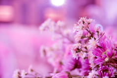 粉红色的花美背景设计为婚礼背景爱