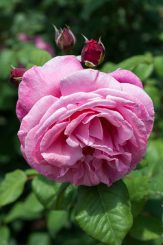盛开的美丽的色彩斑斓的玫瑰花园自然背景