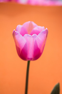 色彩斑斓的郁金香花布鲁姆与色彩斑斓的背景