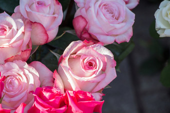 盛开的美丽的色彩斑斓的玫瑰花背景