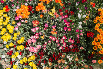 盛开的色彩斑斓的郁金香花花园花背景