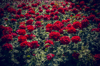 盛开的美丽的色彩斑斓的玫瑰花背景